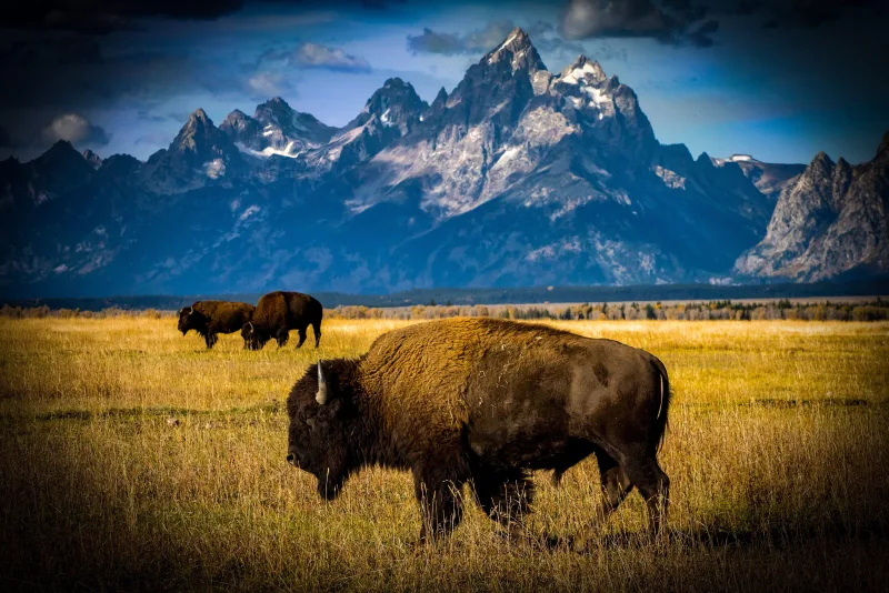 Repas prêt à consommer - Ragoût de bison